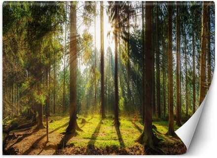 Fototapet, Skog i solens strålar naturlandskap - 350x245