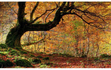 Fototapet - Höst, skog och löv - Självhäftande 441x270