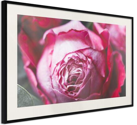 Inramad Poster / Tavla - Blooming Rose - 60x40 Svart ram med passepartout