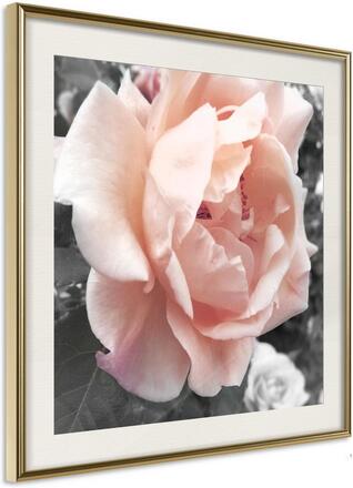 Inramad Poster / Tavla - Delicate Rose - 30x30 Guldram med passepartout