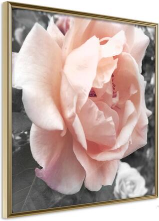 Inramad Poster / Tavla - Delicate Rose - 30x30 Guldram