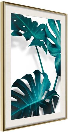 Inramad Poster / Tavla - Turquoise Monstera II - 40x60 Guldram med passepartout