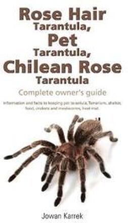 Rose Hair Tarantula, Pet Tarantula, Chilean Rose Tarantula