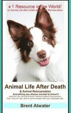 Animal Life After Death & Animal Reincarnation: Pet Loss Answers for all your heart's Questions!
