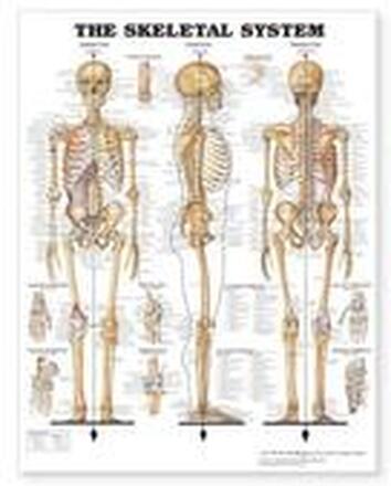 The Skeletel System Giant Chart