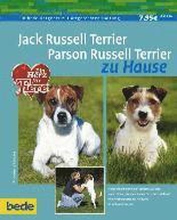 Jack Russel Terrier. Parson Russel Terrier zu Hause
