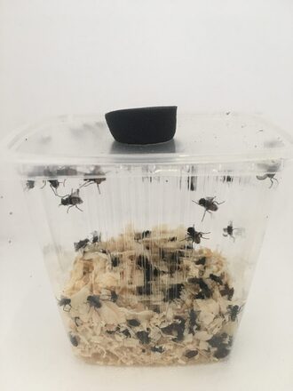 Krølvingede stuefluer ca. 500 pupper i bøtter
