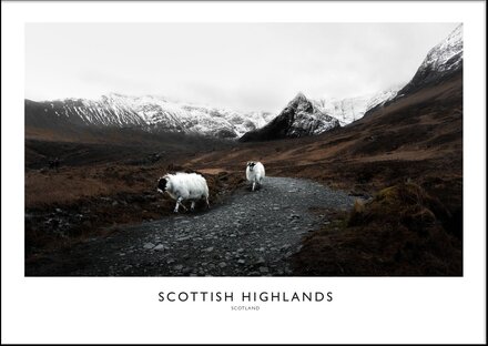 SCOTTISH HIGHLAND No 2 - Poster 50x70 cm