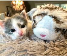 Snuggle Puppy Katteleke kosekatt med hjerteslag grå og hvit