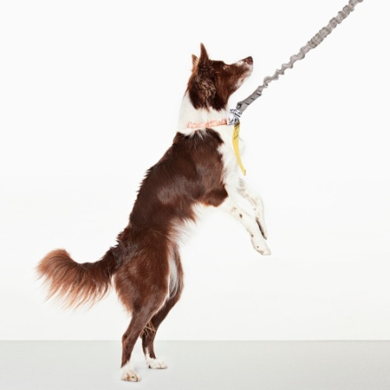 Elastische Hundeleine Pet Shackle Produkte Hunde Harness Halsband Leine Nylon beschichtete Hundehalsbänder Bungee für Hundetraining Walking