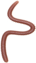 17pcs 10cm Weiche Simulation Worms Künstlicher Angelköder LifelikeTackle Köder Fischgeruch mit Box