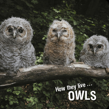 How they live... Owls