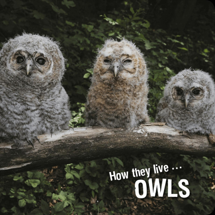 How they live... Owls