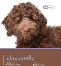 Labradoodle - Dog Expert
