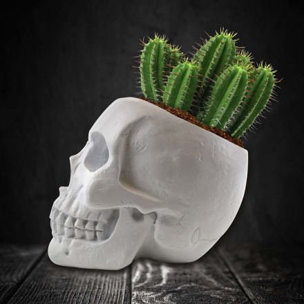 Dödskalle Kaktusplanta