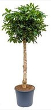Schefflera arboricola 'Compacta' - Stam