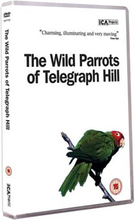 The Wild Parrots Of Telegraph Hill