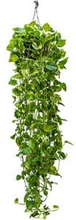 Scindapsus epipremnum aureum XL hangplant