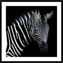 Svart Vit Zebra Bild 50x50 cm