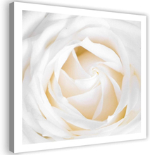 Canvastavla - Delicate rose (Blomma)