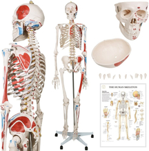 Jago - Mänsklig anatomi skelett - Utbildningsmodell - Rörliga leder - Avtagbara delar - PVC-material - Hållbarhet - Skyddande fodral - 182 cm