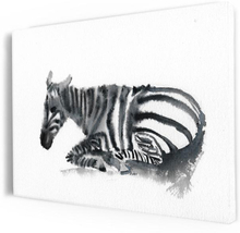 Premium Canvastavla - Lying zebra (Djur)