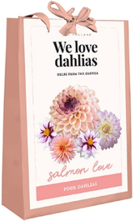 We Love Dahlias - Salmon Love