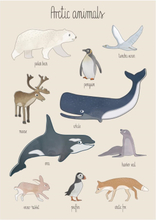 Poster Arctic Animals 50 x 70 cm, Sebra