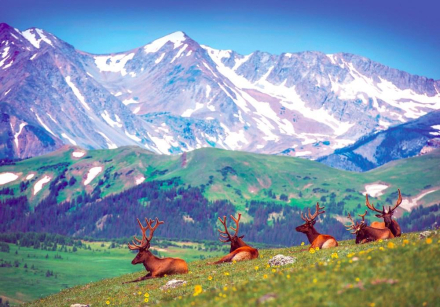 Fototapet North American Elks on the Rocky Mountain Meadow in Colorado (SV-30351054)