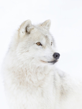 Portrait Of An Arctic Wolf Poster