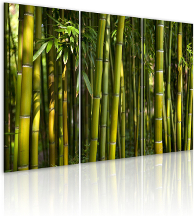 Canvas Tavla - Green bamboo - 60x40