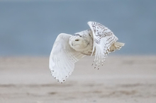 Snowy Owl At Beach Poster