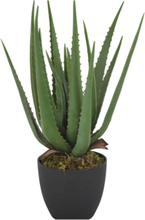 Vobb Aloe vera-planta