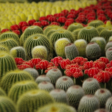 Laubpflanze Ball Kaktus Sukkulenten Samen Mix Farbe Verschönerung Bonsai Hause Feigenkaktus Echinopsis Tubiflora Gartenpflanzen