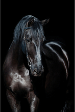 MondiArt Alu Paard zwart 1040848