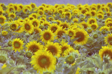 Schilderij - Veld vol zonnebloemen, digitale kunst. Geel, groen, 2 maten , Wanddecoratie