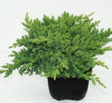 Kruipende jeneverbes (Juniperus procumbens "Nana") conifeer