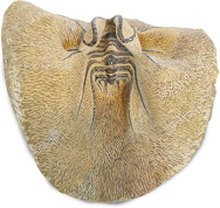 Trilobiet, Marokko Erfoud, nr. 178 - 13 cm - bruin