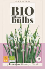 Leucojum Gravetye Giant - Bio Flower Bulbs