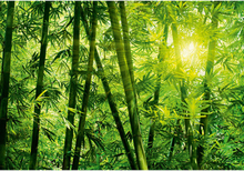 Tapet Bamboo Forest W+G - 8 bitar, 366x254 cm, inkl tapetklister