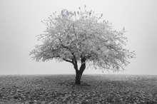 Schilderij - Eenzame boom in het zwart wit, premium print, 3 maten , Wanddecoratie