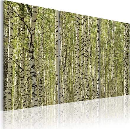 Canvas Tavla - A forest of birch trees - 120x80