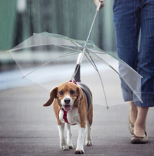 Hundparaply