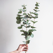 Konstväxt Kvist Eucalyptus 60cm Grön