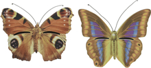 Set van 2x stuks bruin/geel en bruin/oranje vlinder insectenhotels 20 cm