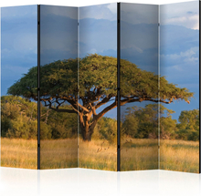 Skærmvæg - African acacia tree, Hwange National Park, Zimbabwe II 225 x 172 cm