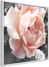 Plakat - Delicate Rose - 20 x 20 cm - Hvid ramme
