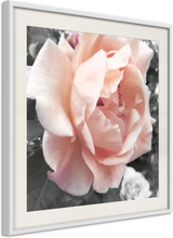 Plakat - Delicate Rose - 20 x 20 cm - Hvid ramme med passepartout