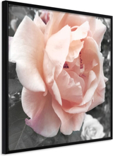 Plakat - Delicate Rose - 20 x 20 cm - Sort ramme
