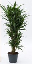 Dracaena deremensis 'Warneckei' - Vertakt-multi